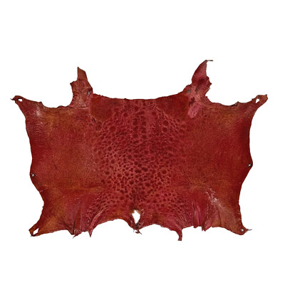 Bufo Marinus Cane Toad Taxidermy Professionally Dyed Leather Glossy Red Brick