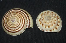 52 , 60 mm 2 Asst. Architectonica Maxima + Perspectira Seashell Racha Island