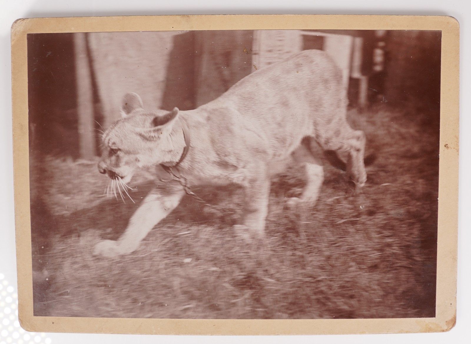 Antique Cabinet Card 1890s Cougar Mountain Lion On Leash Zoo