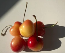 10 Rainier Cherry Seeds Pits Fresh Fruit Sweet Easy to Grow Garden Tree