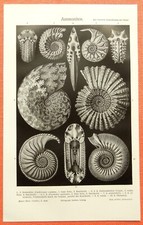 Ammoniten Fossilien Kopffüßer Versteinerung Historischer Druck 1906 Haeckel