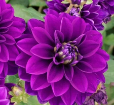 1 - Le Baron Decorative Dahlia Flower Bulb Tuber