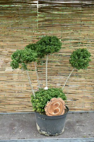 Exotenherz Bonsai Fukientee 6 Jahre - Carmona Microphylla In Kugelform Mit Keramikschale