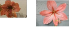 1 small 6-12 cm. amaryllis bulb Hippeastrum  Rilona crossed with another Peach