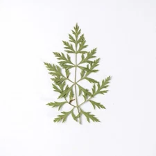 12PCS Real Pressed Dry leaf with stem, floral supply for art, candle FSS38