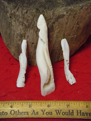 THREE CONCH SHELL PENDANTS / AWLS – CHICAGO ILL.  ESTATE - CONCH SHELL ARTIFACTS