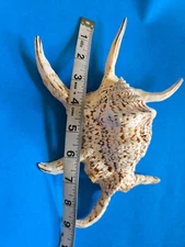 Spider Conch shell approx 9" x 7" Aquarium Decor Collectable