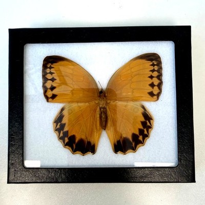 Framed Jungle Queen Real Preserved Butterfly Insect Wall Art Decor 5.25''x6.25''