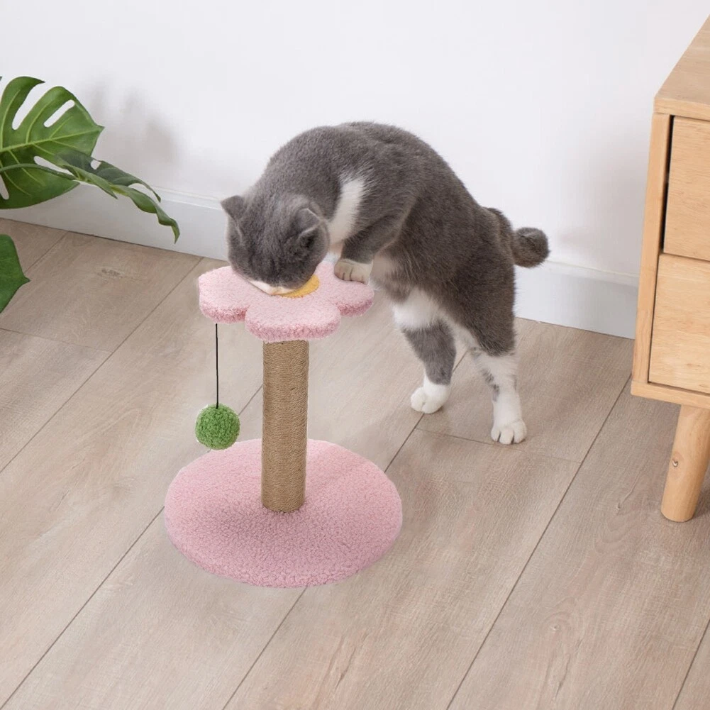 Kitten scratcher 2025