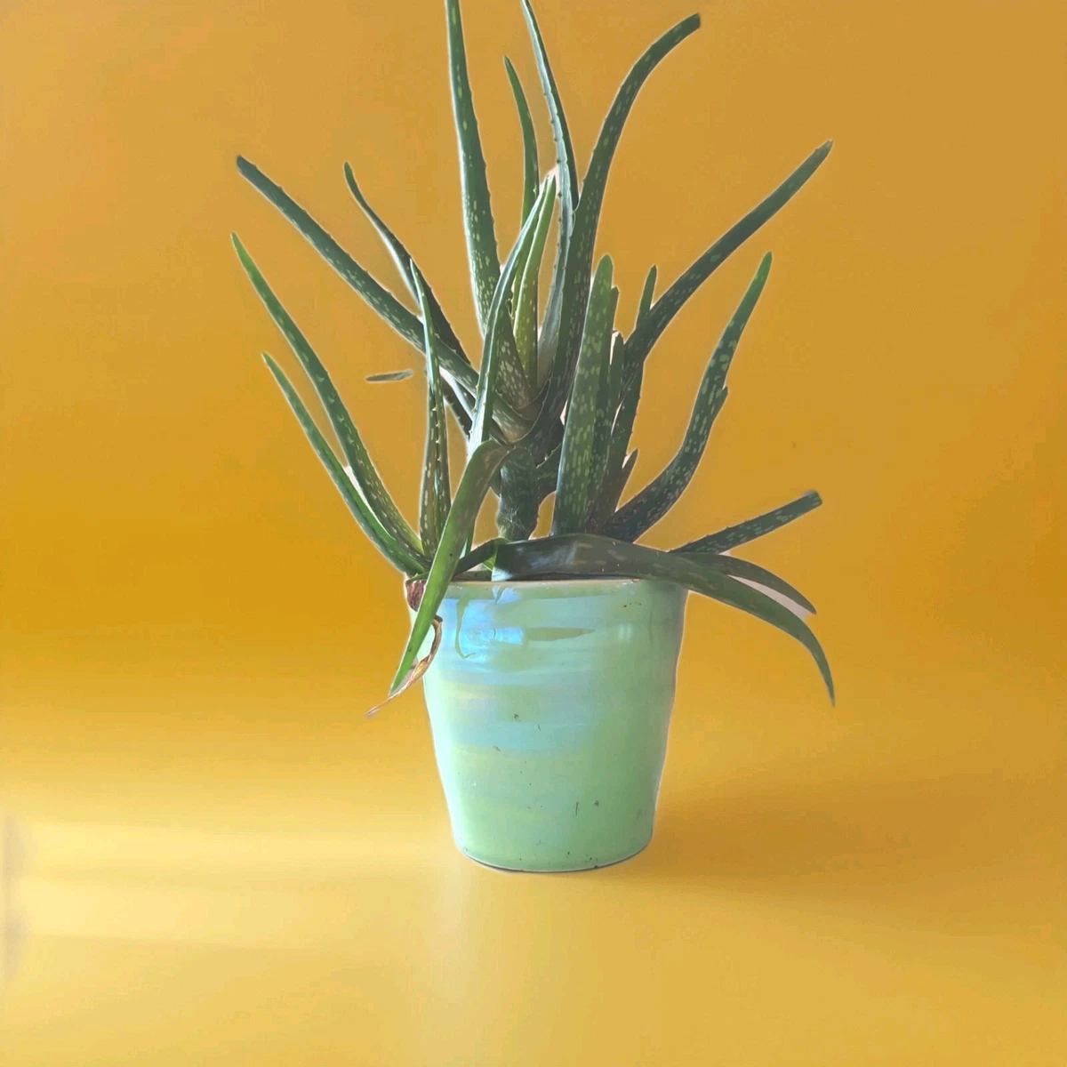 aloe kakteen Aloe vera main image 1