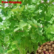 Cilantro Seeds, Cilantro Seeds Slow Bolt | Coriander | NON-GMO | Vegetable Seeds