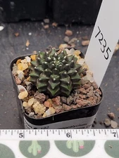Gymnocalycium Cristata Thornless Cactus Unique Rare Cacti Beautiful Cute #7235