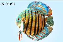 Green Pleco Plüsch-Discus fish plush