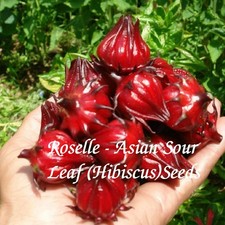 Roselle Jamaica Sorrel Asian Sour Leaf Hibiscus Seeds 20 Seeds