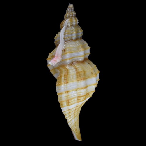 GRANULIFUSUS DONDANI (Aliguay Isl., Philippines) 39.3mm #47300 - Picture 4 of 4
