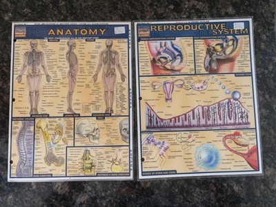 Lot of 2 Quick Study Academic Bar Charts Reproductive System & Anatomy