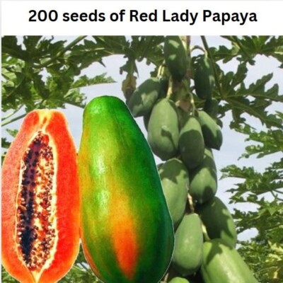 Red Lady Papaya Fruit Tropical Seed Dwarf Sweet Tree Plant Organic Thai Growing