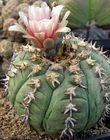 Gymnocalycium spegazzinii v.unguispinus, seeds 20 pcs