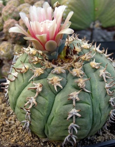 Gymnocalycium spegazzinii v.unguispinus, seeds 20 pcs