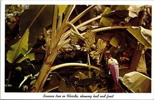 Florida Banana Tree Bud & Fruit Tropical Plantlife Scenic Chrome Postcard