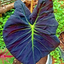 Colocasia Live Bulb Dark Fish Bone New Hybrid Free Phytosanitary Certificate