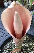 AMORPHOPHALLUS BULBIFER, Pink Voodoo Lily Bulbs -1/16 oz. to 5/8 oz