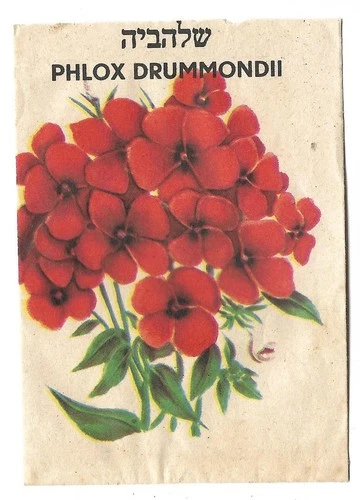 Judaica Israel/ Palestine Old Decorated Seeds Packet Phlox Drummondii Flower