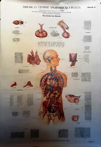 Max Brodel Plate 9 Vintage American Frohse Anatomical  Endocrine Glands1920s