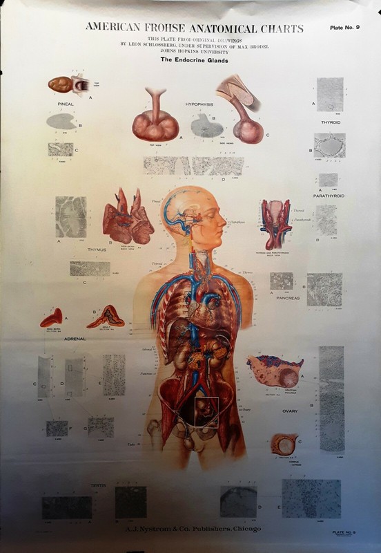 Max Brodel Plate 9 Vintage American Frohse Anatomical  Endocrine Glands1920s