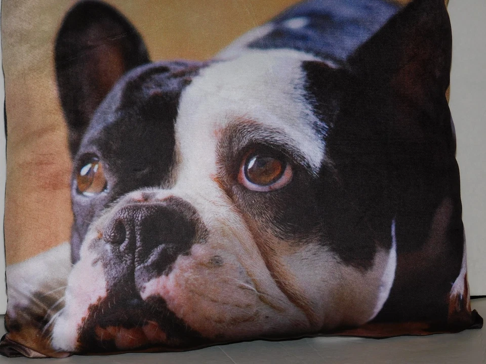French Bulldog Pillow Frenchie Dog Real Photo 16 X 16 Inch - Image 2 of 4