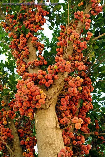 Ficus sycomorus, Sycamore Fig, Fruit Tree - 10/20/50/100 - Picture 1 of 2