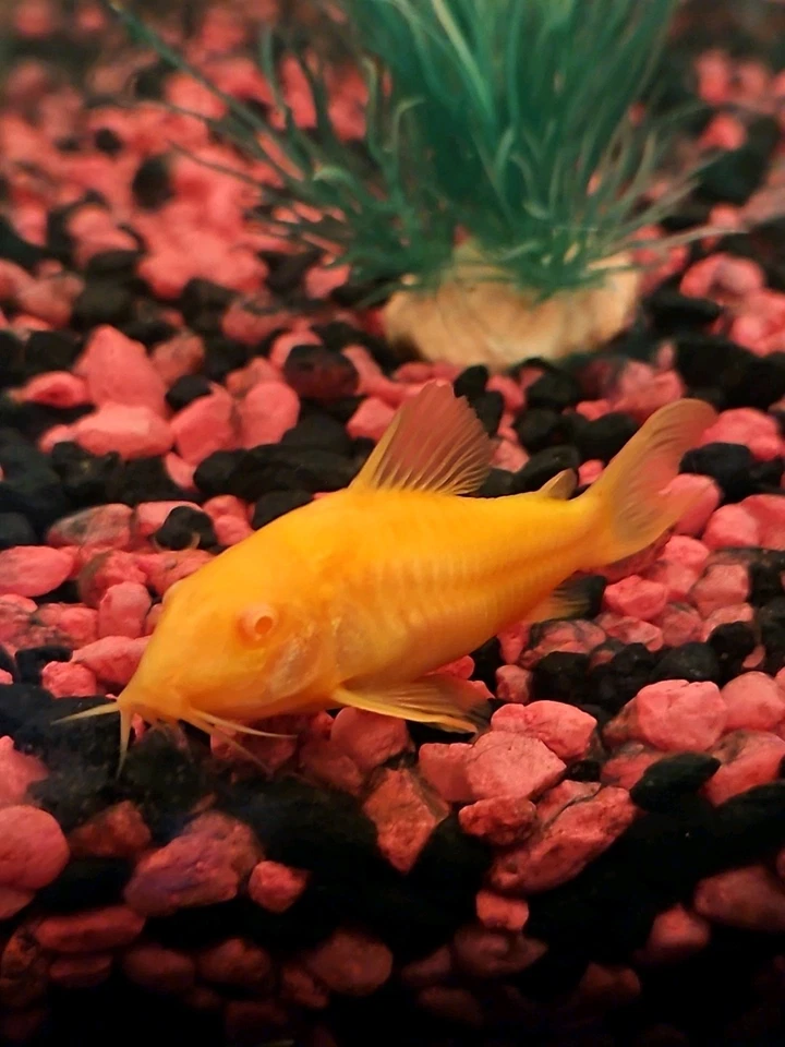 ⚡️Peces vivos GLO Corydora 26 de julio 25' escobados: amarillo/verde: ⚡️ Foto 4 de 4