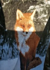 Wildlife Red Fox Soft Plush Throw Blanket 50" x 60"