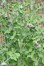 Frost Master Winter Pea Seed -  5 Lbs.