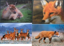 3 D Ansichtskarte Fuchs Hirsche Postkarte Wackelkarte Hologrammkarte Bild Tiere