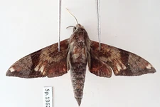 SP13623. Insects, butterflies: Sphingidae sp. South Vietnam