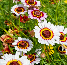 850x Chrysanthemum Carinatum Rainbow Mix Seeds – Painted Daisy - Annual Blooms