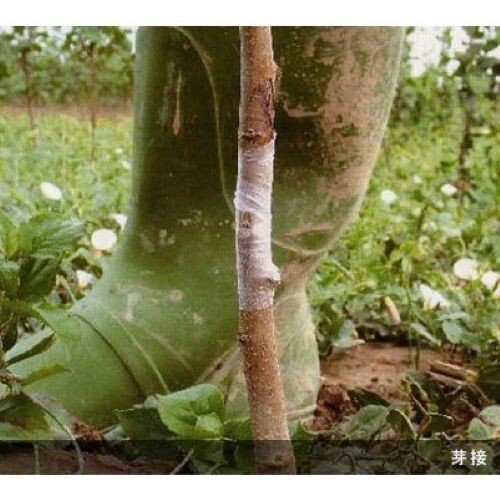 Aglis New Medel Buddy Tape Grafting Tape 25mm x 30M From Japan