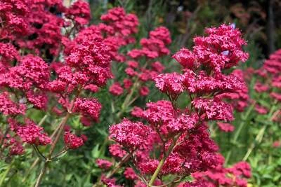 SEEDVILLE USA 50 RED JUPITER'S BEARD Valerian Keys of Heaven Centranthus Ruber Flower Seeds