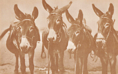 Postcard Four Mules Saddles Riding Bettmann Archive Photo Chrome | eBay