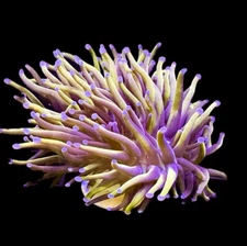 Live Coral Euphyllia Torch Gold Indo 1 Head
