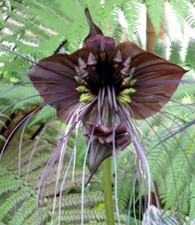 SAMEN tolle Zimmerpflanze wunderschöne FLEDERMAUSBLUME