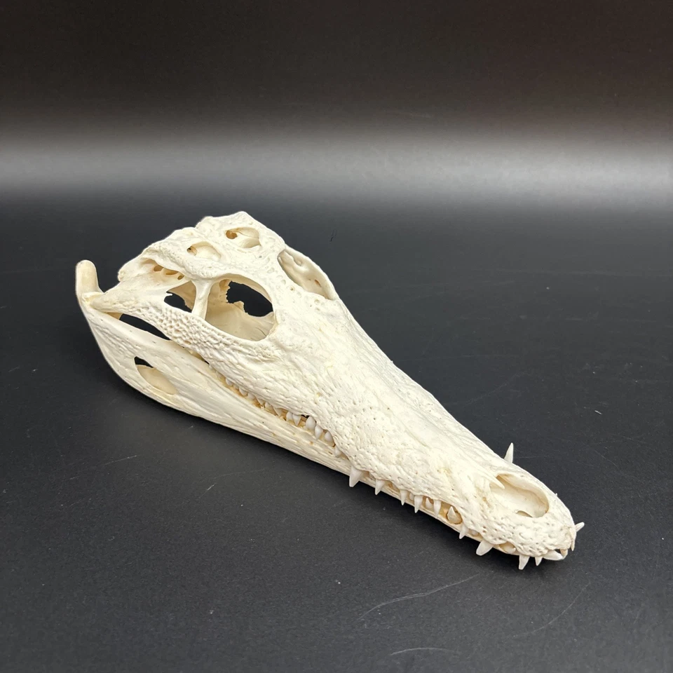Krokodilschädel Crocodylus niloticus 25 cm! Cites Echtes Exemplar NEU - Bild 3 von 4