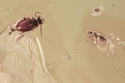 FALSE FLOWER BEETLE & ANT-LIKE LEAF BEETLE Genuine BALTIC AMBER + HQ Pic 241105