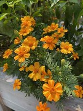 25 Bambino Marigold Seeds for Garden Planting - USA - FREE SHIPPING 