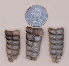 3 Nice Western Diamondback Rattlesnake Rattle #12-136