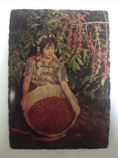 Cafe Guatemalteco De Fama Mundial Guatemala Vintage Postcard