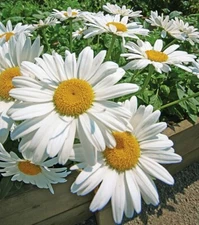 100 ALASKA SHASTA DAISY SEEDS | 2026 FREE SHIPPING NONGMO HEIRLOOM WHITE BLOOMS