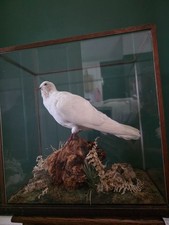 Vintage White Dove Taxidermy in Glass Display Case c1940s–1950s Natural History