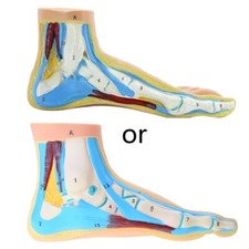 Anatomical Human Foot Ankle Joint Model with Muscles, Ligaments